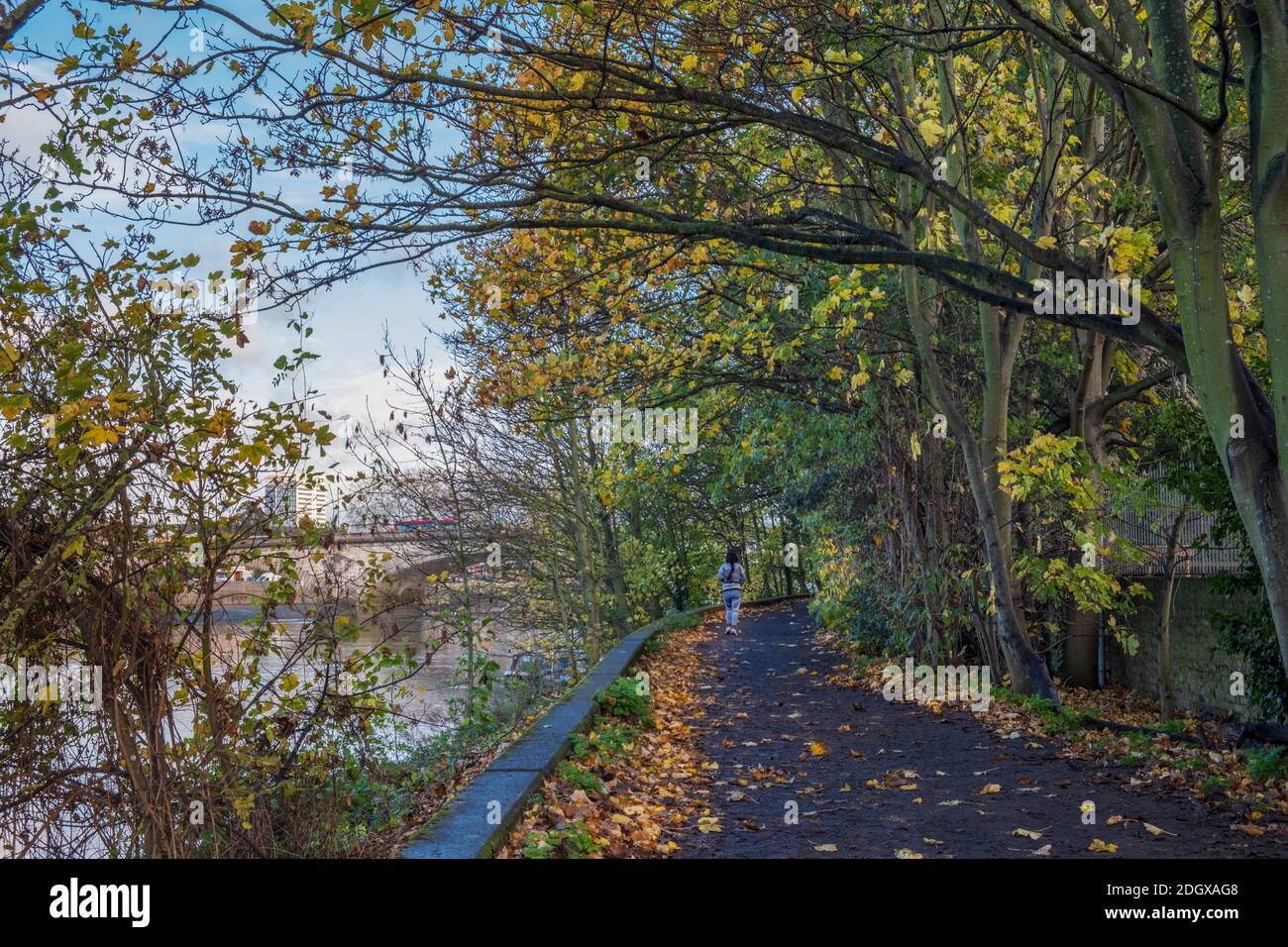 Regno Unito, Inghilterra, Londra, Richmond, UNO jogger che corre lungo il percorso del Tamigi in autunno Foto Stock