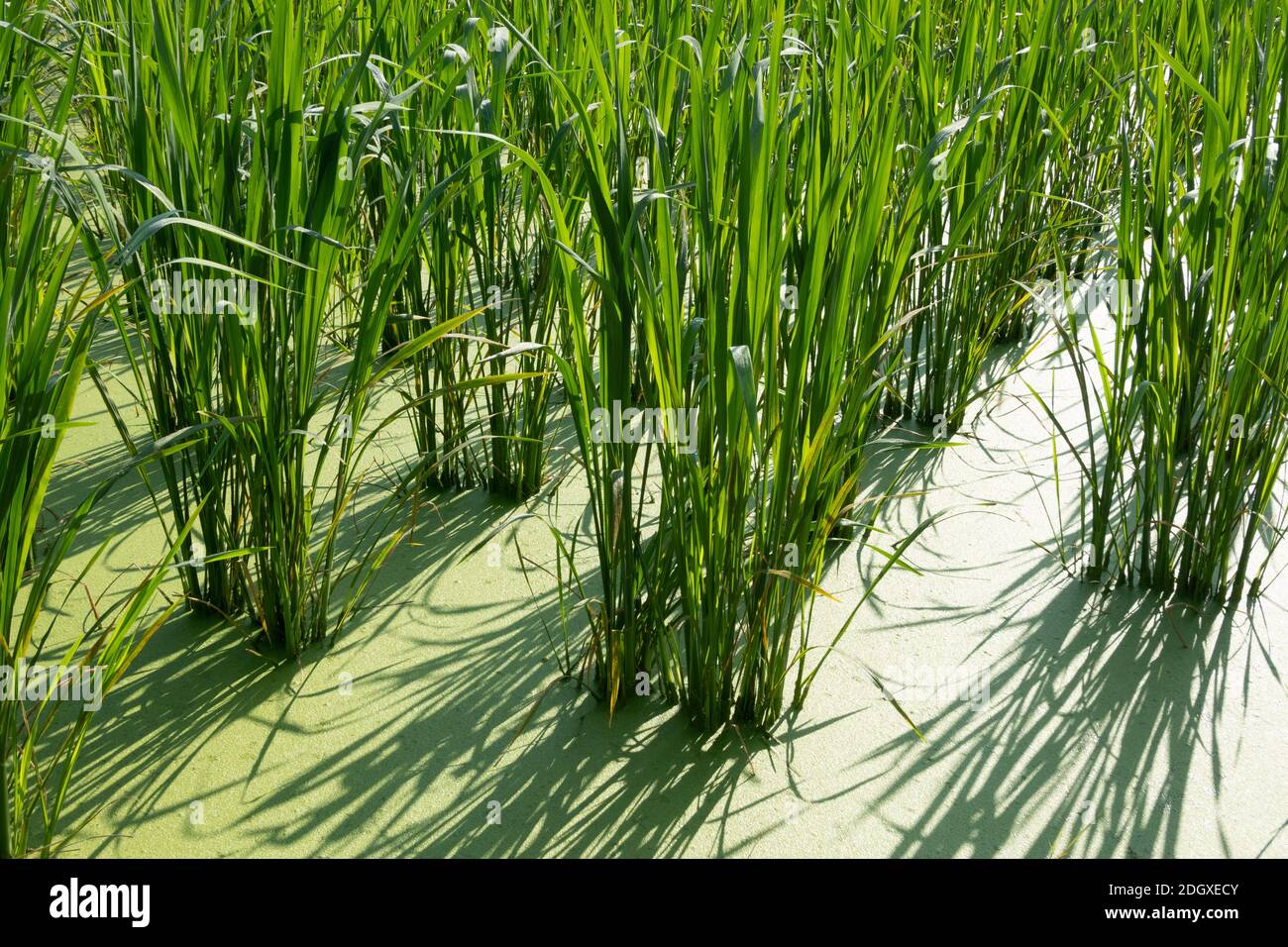 Acqua fattoria di bambù Foto Stock