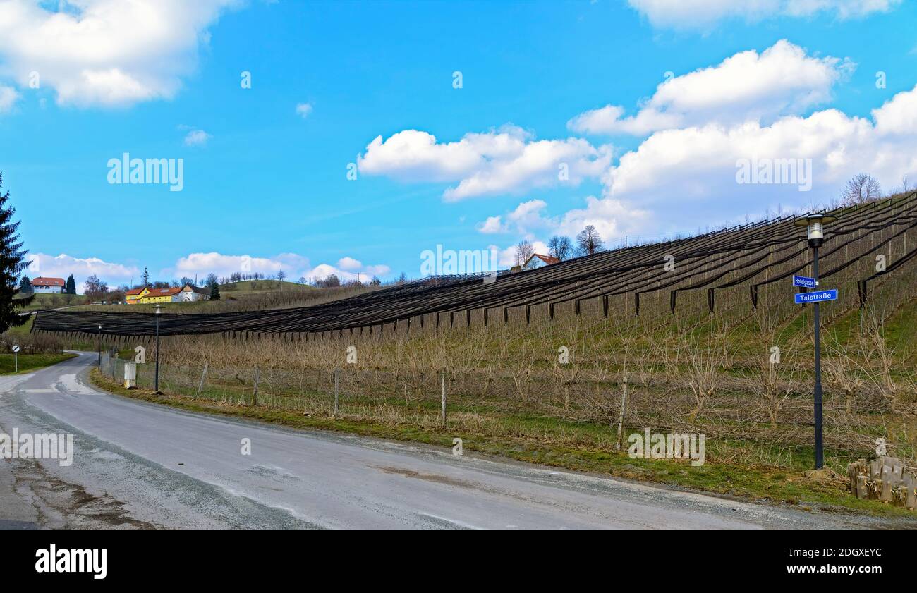 Strada lungo una piantagione di frutta con reti protettive nere nel Burgenland meridionale, Austria Foto Stock