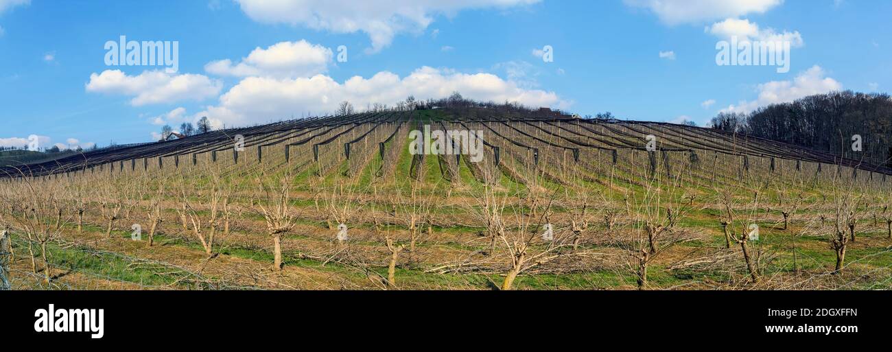 Vista panoramica su una piantagione di frutta con reti protettive nere su una collina nel Burgenland meridionale, Austria Foto Stock