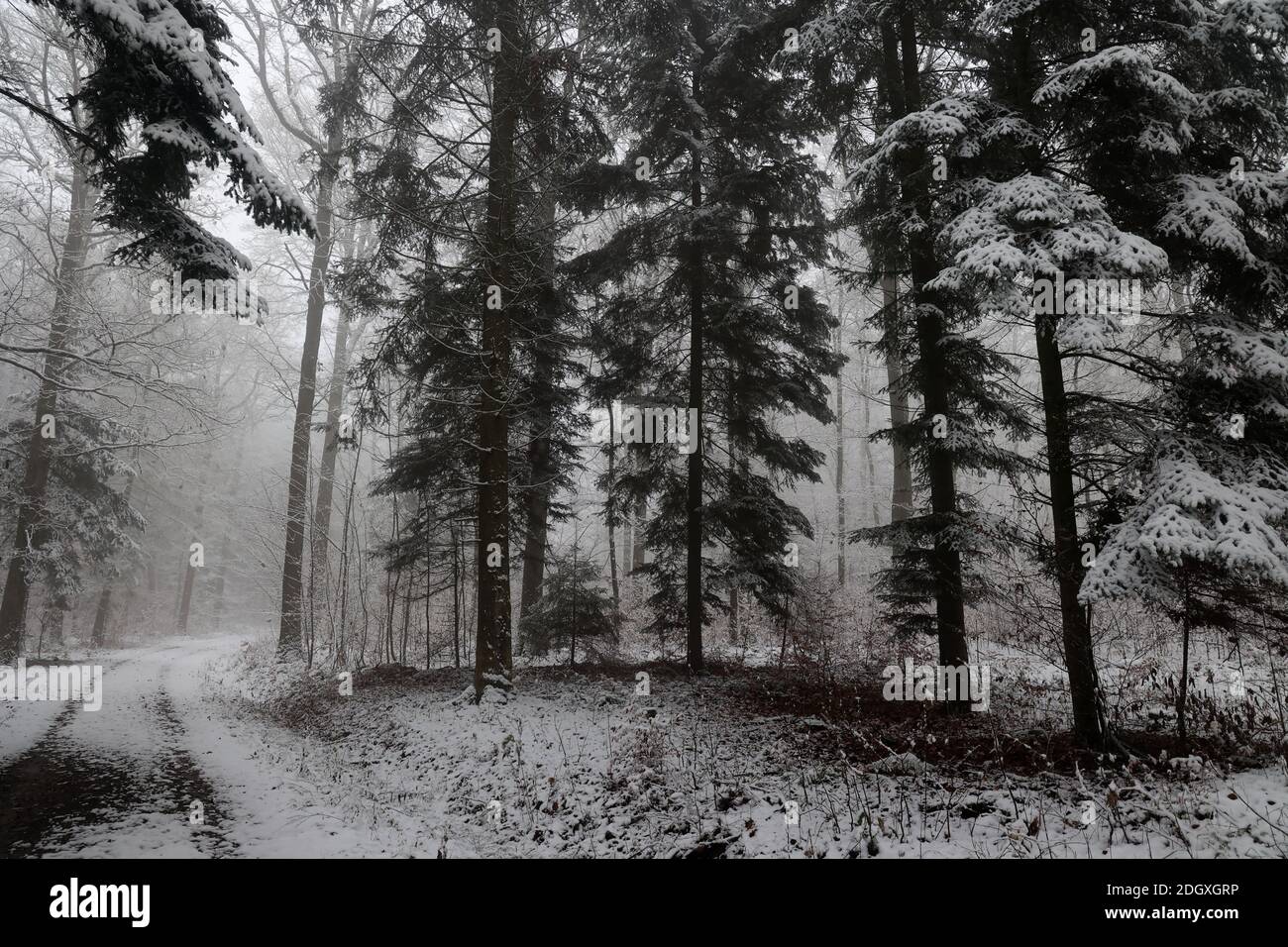 La prima neve cadde nella foresta. Foto Stock