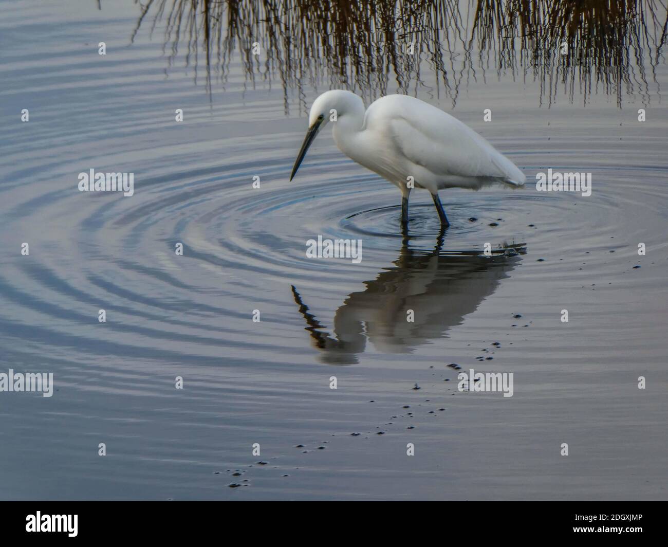 bella piccola garzetta e riflessione in acqua Foto Stock