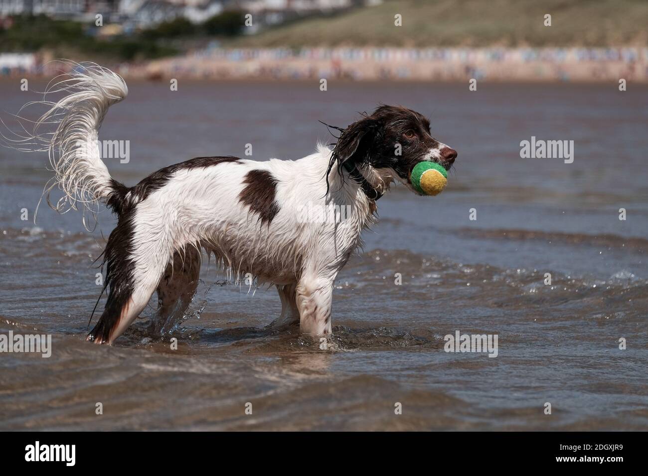 Un cane springer spaniel godendosi inseguire la palla in mare a Woolacombe spiaggia Devon. Foto Stock