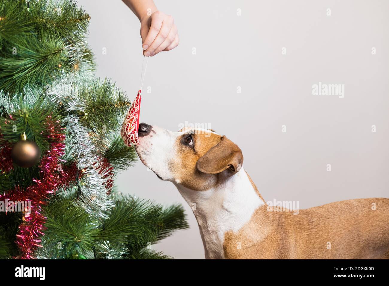 Cane interessato ai giocattoli dell'albero di natale, concetto di vacanze di nuovo anno. Cute staffordshire terrier siede vicino ad un abete e sniffs una decorazione fatta a mano Foto Stock