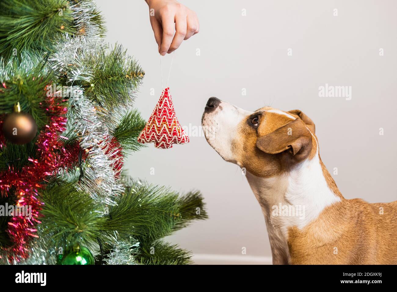 Cane interessato ai giocattoli dell'albero di natale, concetto di vacanze di nuovo anno. Il carino terrier staffordshire si trova accanto ad un abete decorato Foto Stock