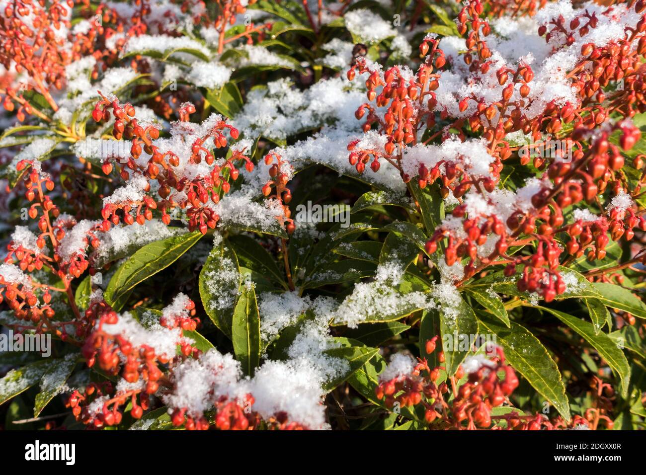 Pieris japonica febbraio boccioli di fiori nel giardino d'inverno sotto la neve Foto Stock