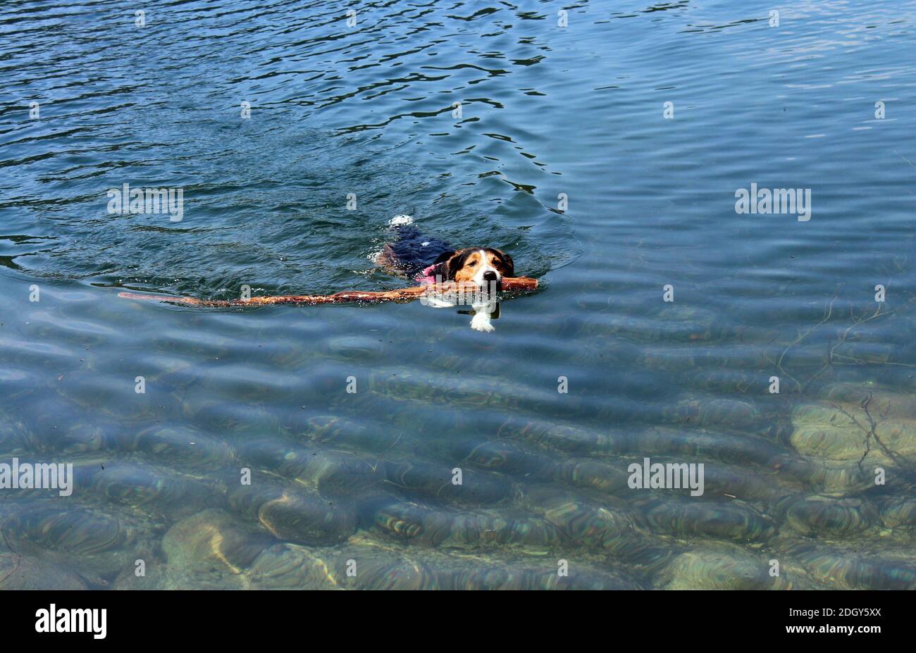 Baignade du chien dans le lac Blanc Foto Stock