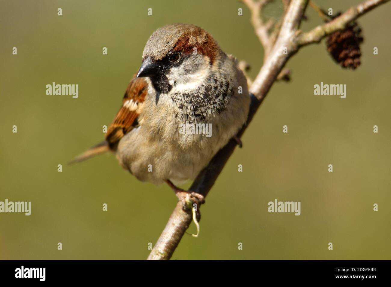 Inglese sparrow Foto Stock