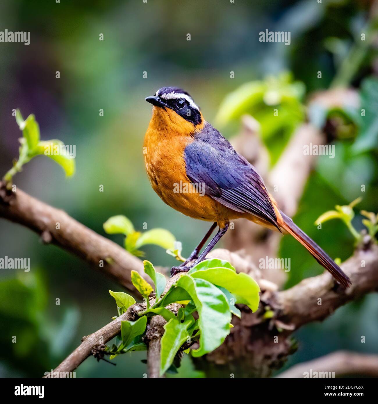 Chat-ladrone in Tanzania Foto Stock