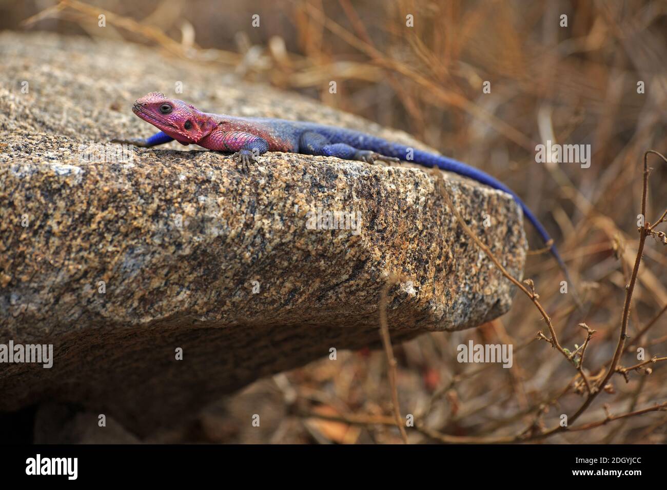 Mwanza a testa piatta agama rock Foto Stock