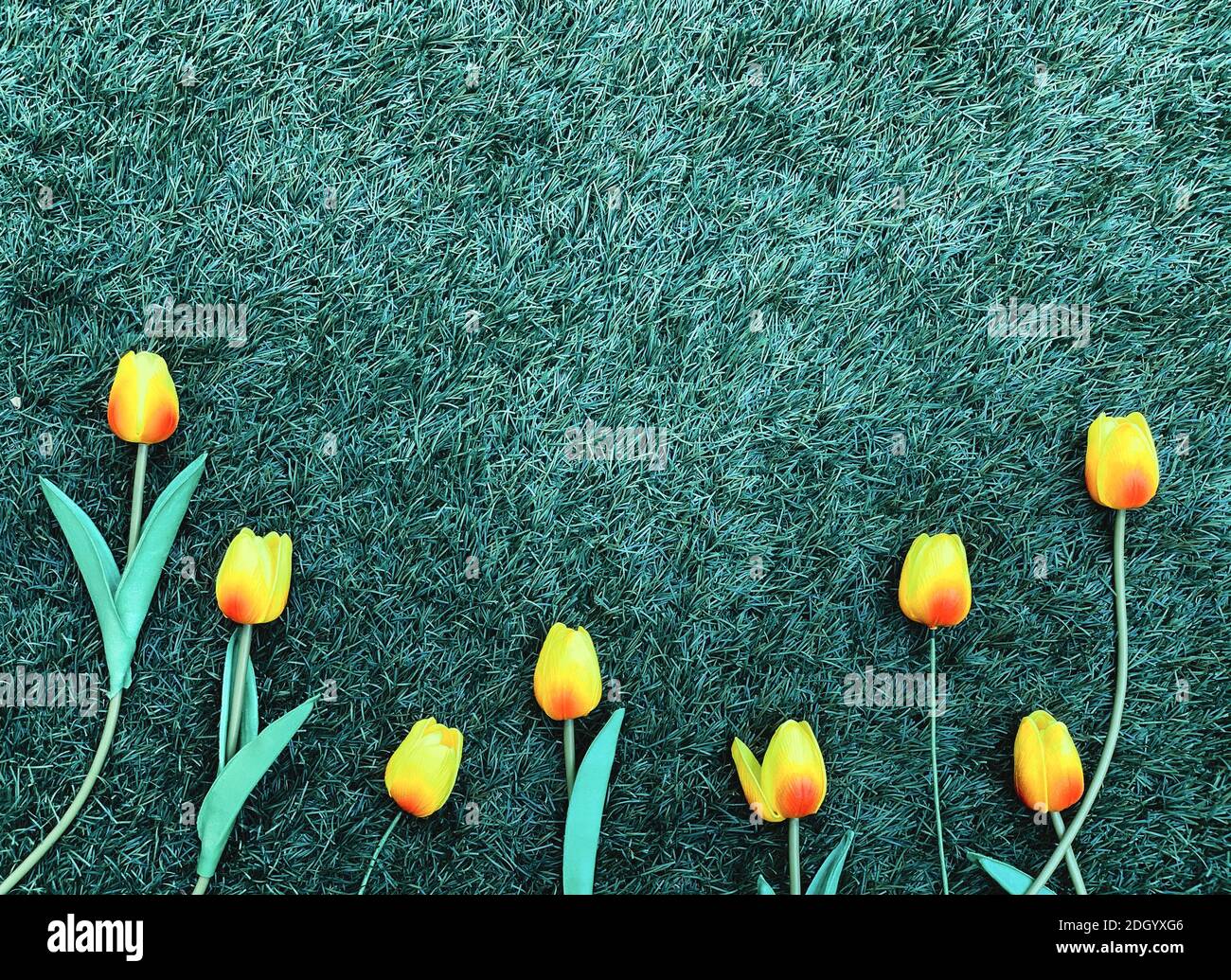 Rosa tulipano fiori bordo su sfondo erba Foto Stock