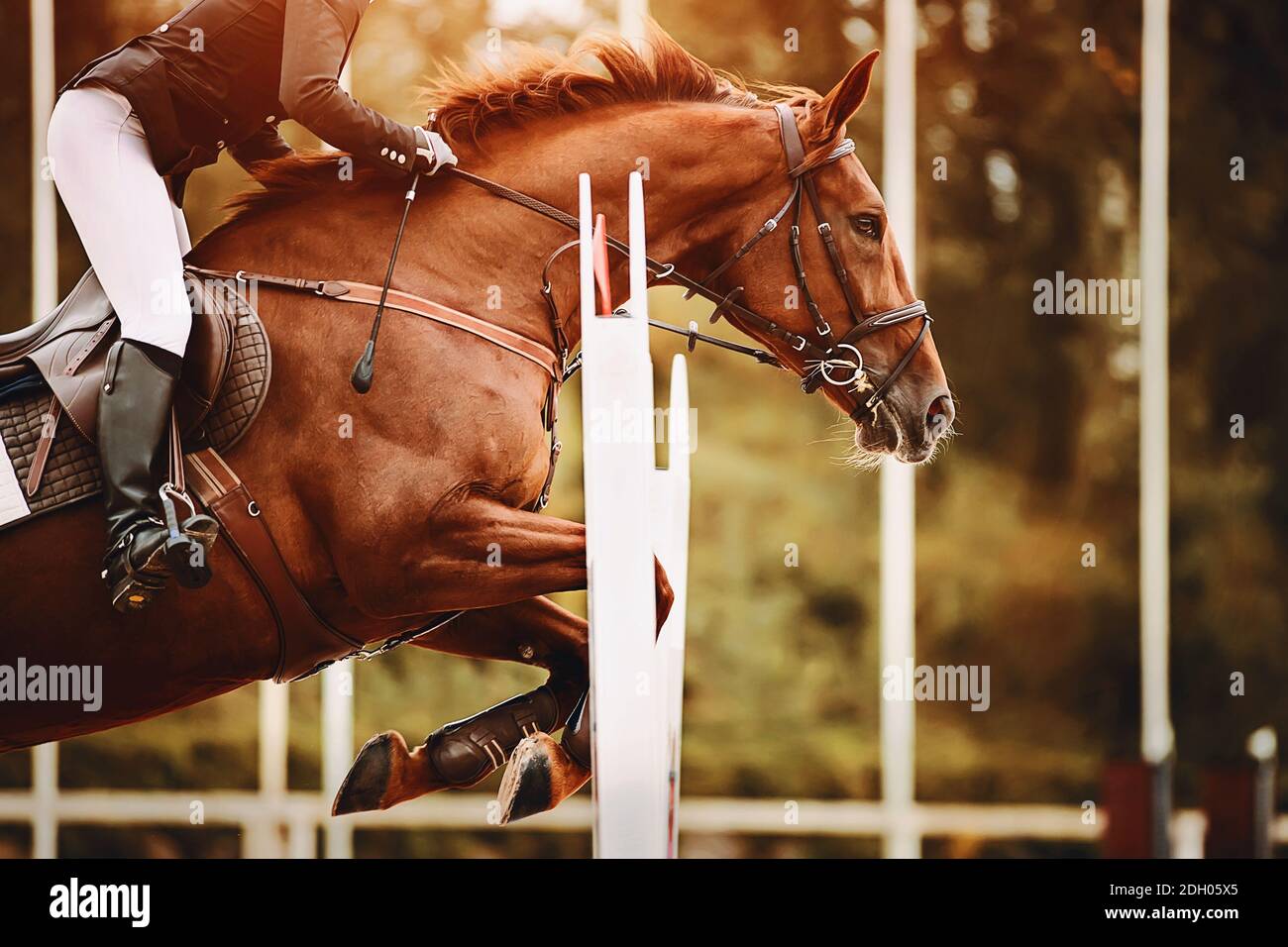 Un forte e veloce Racehorse Bay con un cavaliere in sella salta una barriera alta, illuminato dalla luce del sole. Sport equestre. Equitazione. Foto Stock