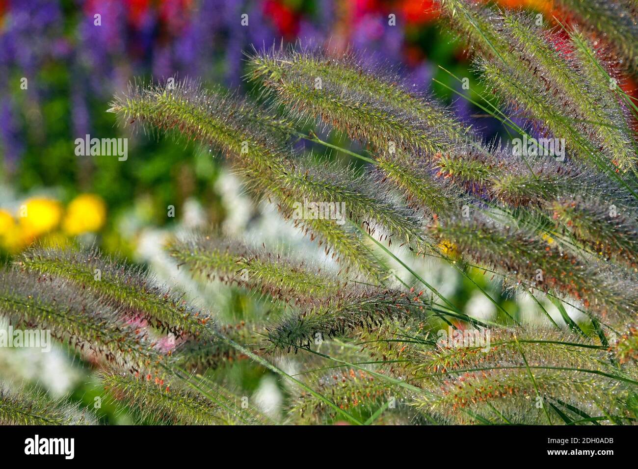 Erba ornamentale, erba piume, Pennisetum alopecuroides Panicles Settembre Giardino perenni Settembre Grass fine estate Foto Stock