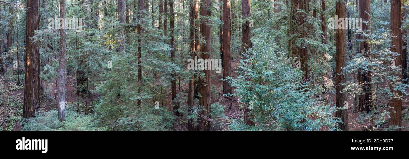 Una foresta sana di sequoie, Sequoia sempervirens, cresce nel nord della California. Gli alberi di sequoia sono gli alberi più grandi sulla Terra. Foto Stock