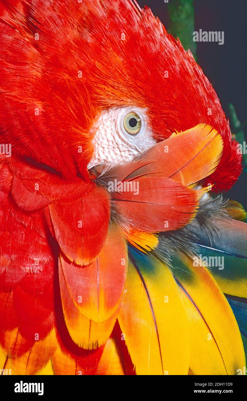 Scarlet Macaw, (Ara macao) che va dal Costa Rica al Brasile centrale. Preparazione. Foto Stock