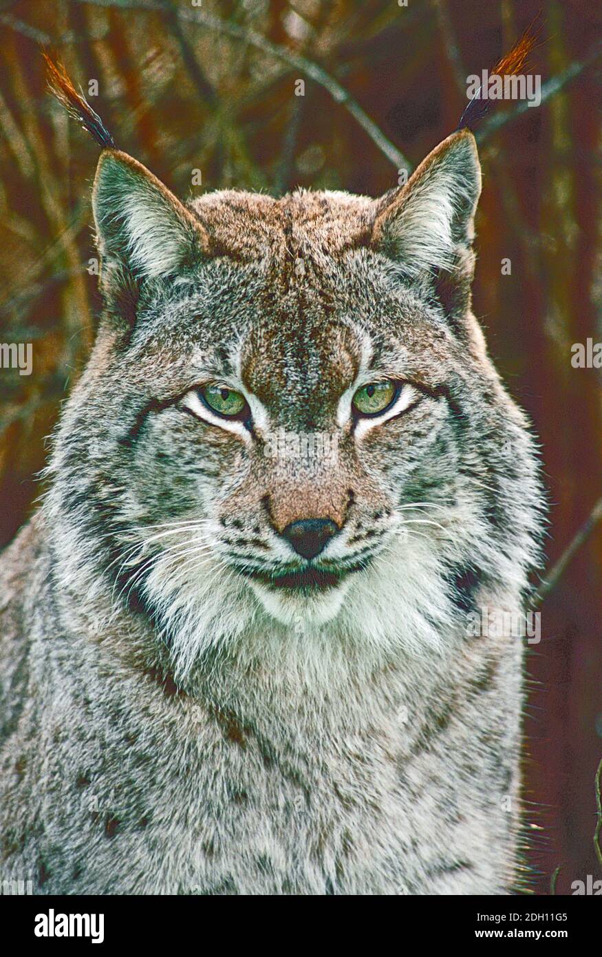 Maschio Siberiano Lynx, (Lynx lynx wrangeli,) dal russo Estremo Oriente. Foto Stock