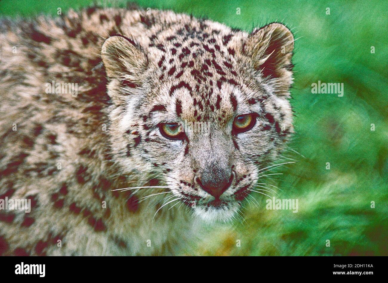 Leopardo di neve giovanile, (Panthera uncia,) provenienti dall'Asia centrale e meridionale elencati come vulnerabili. Foto Stock