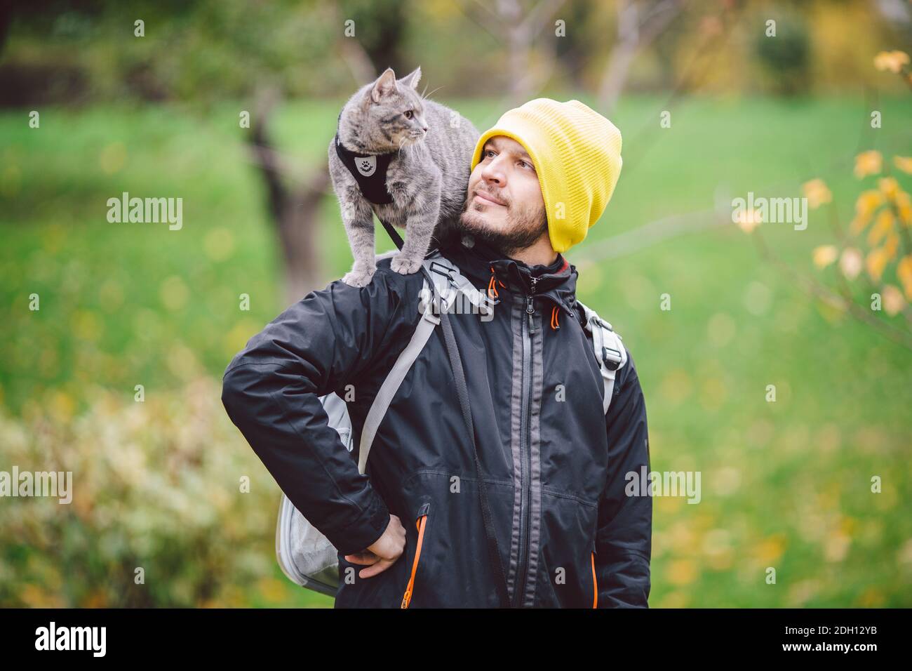 Carino gatto giovane grigio vestito guinzaglio per gatti all'aperto in strada del parco autunnale, si erge sulla spalla del proprietario, retro di uomo vestito zaino trasparente cat, no Foto Stock