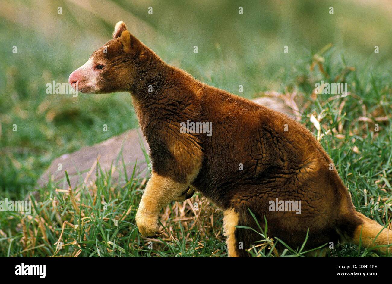Albero di Matchie Kangaroo, dendrolagus matschiei, Adulti in piedi su erba Foto Stock