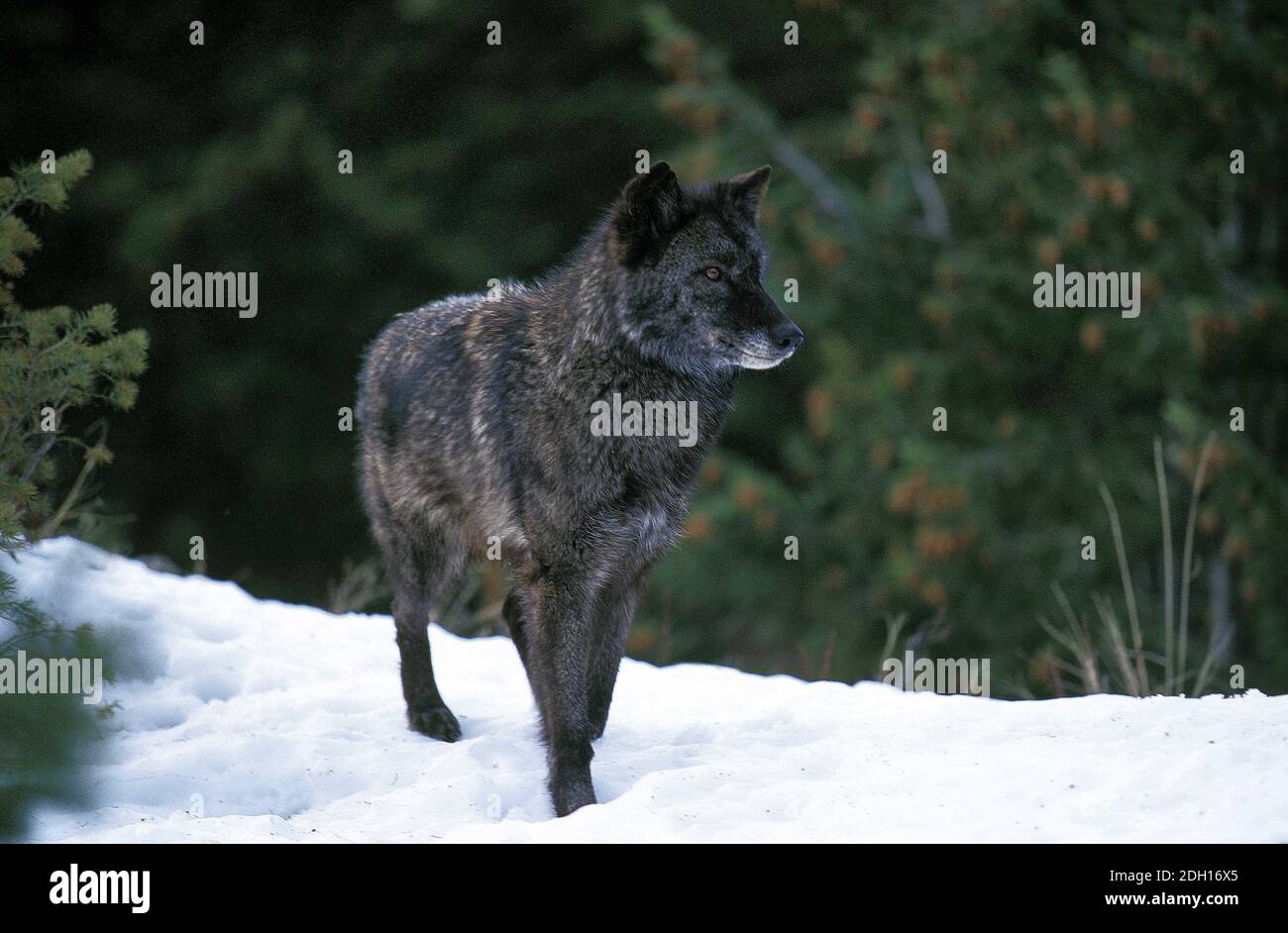 Mackenzie Valley Wolf, Canis lupus mackenzi, Adulti in piedi sulla neve, Canada Foto Stock