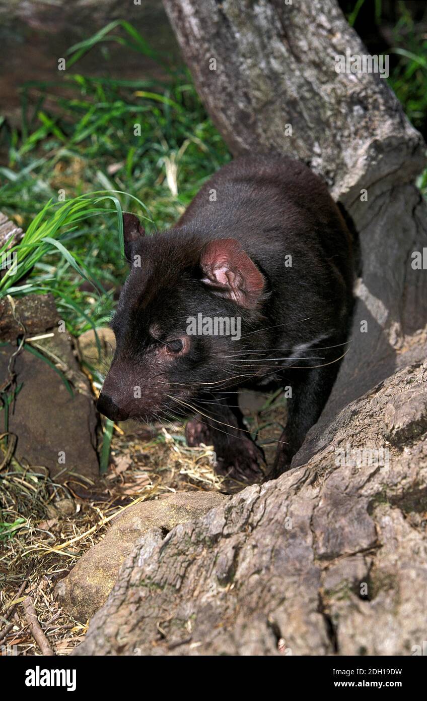 Diavolo della Tasmania, sarcophilus harrisi, Australia Foto Stock
