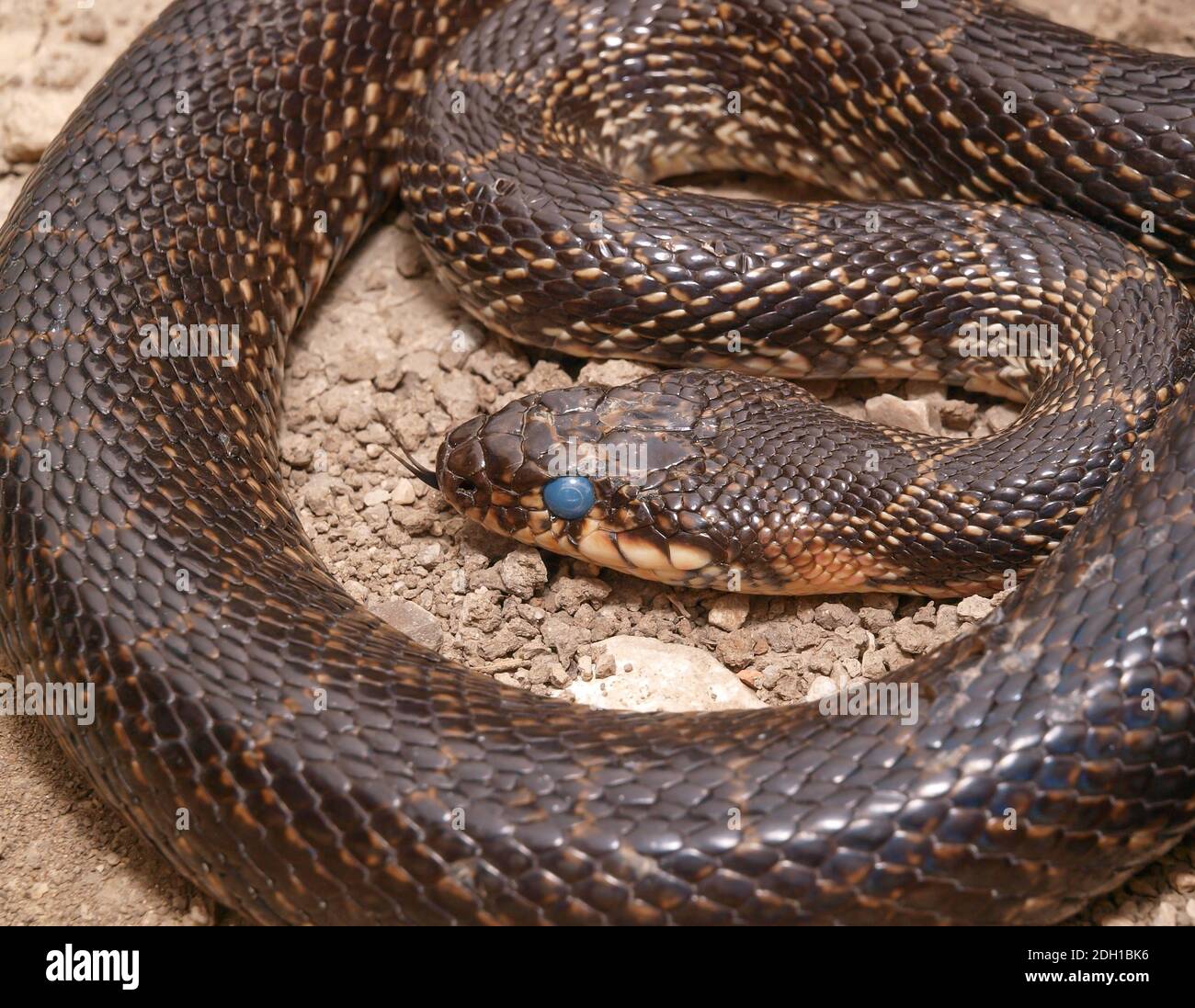 Serpente di frusta a ferro di cavallo, Hemorrhis ippocrepis, coluber hippocrepis Foto Stock