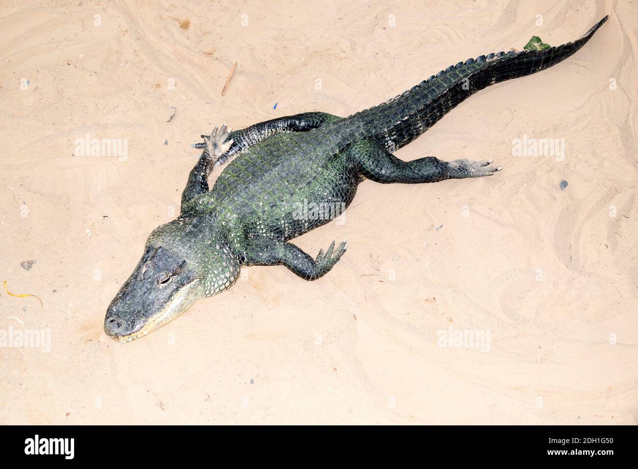 Il coccodrillo americano (Alligator mississippiensis) Foto Stock