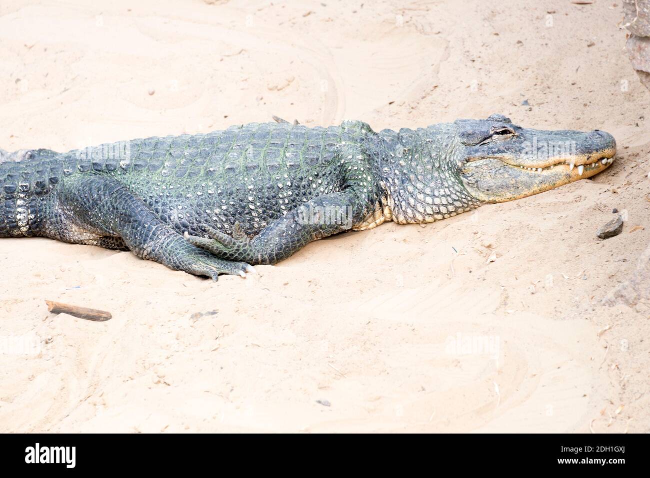 Il coccodrillo americano (Alligator mississippiensis) Foto Stock