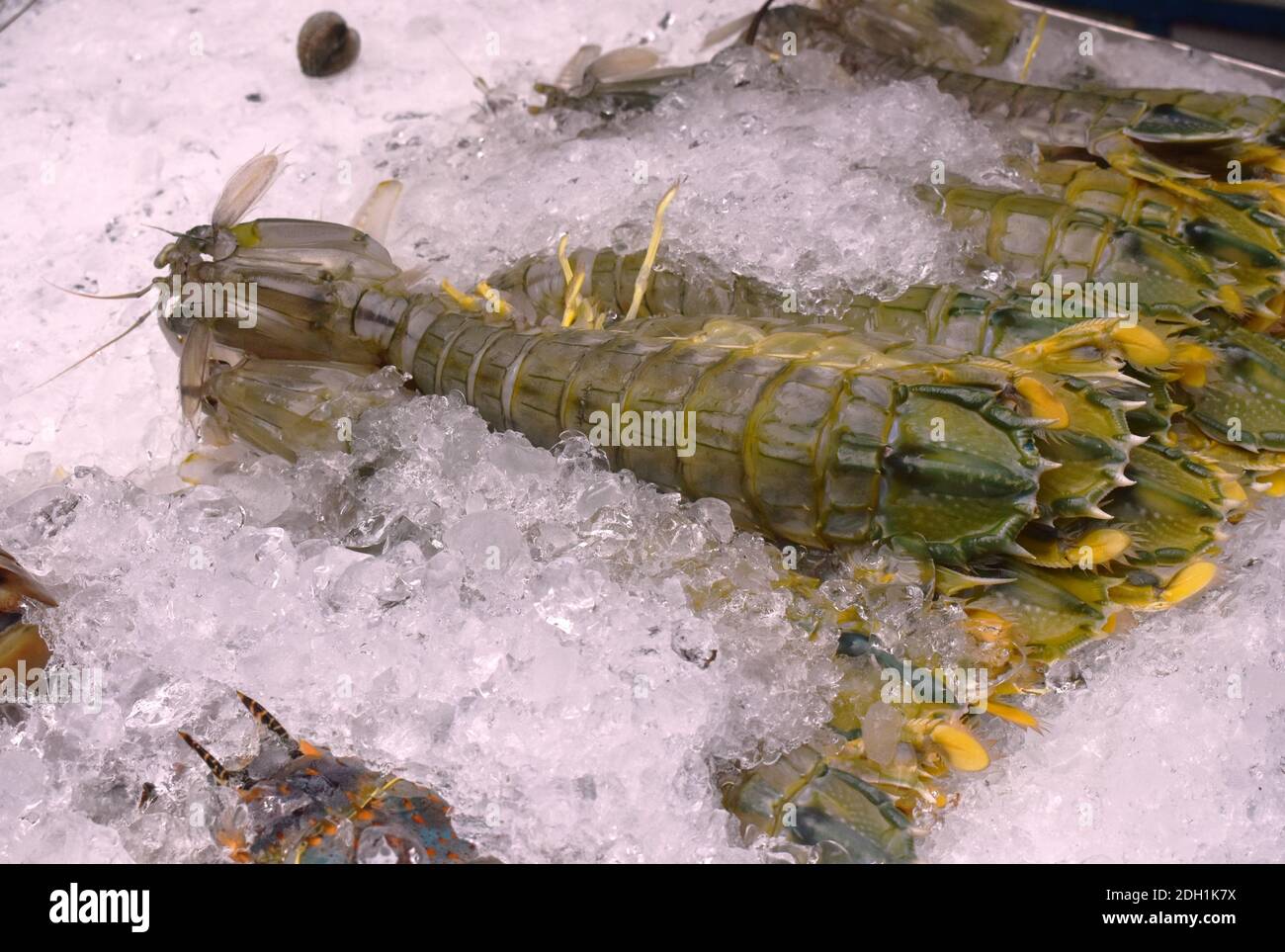 gamberi o gamberetti di mantis congelati su ghiaccio per cucinare a. Ristorante in Thailandia Foto Stock