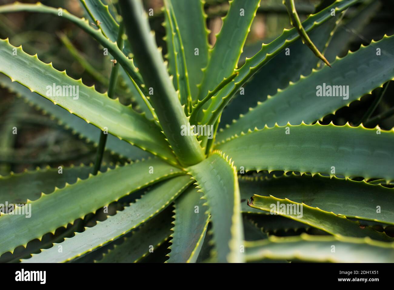 Primo piano di una pianta di aloe vera. Foto Stock