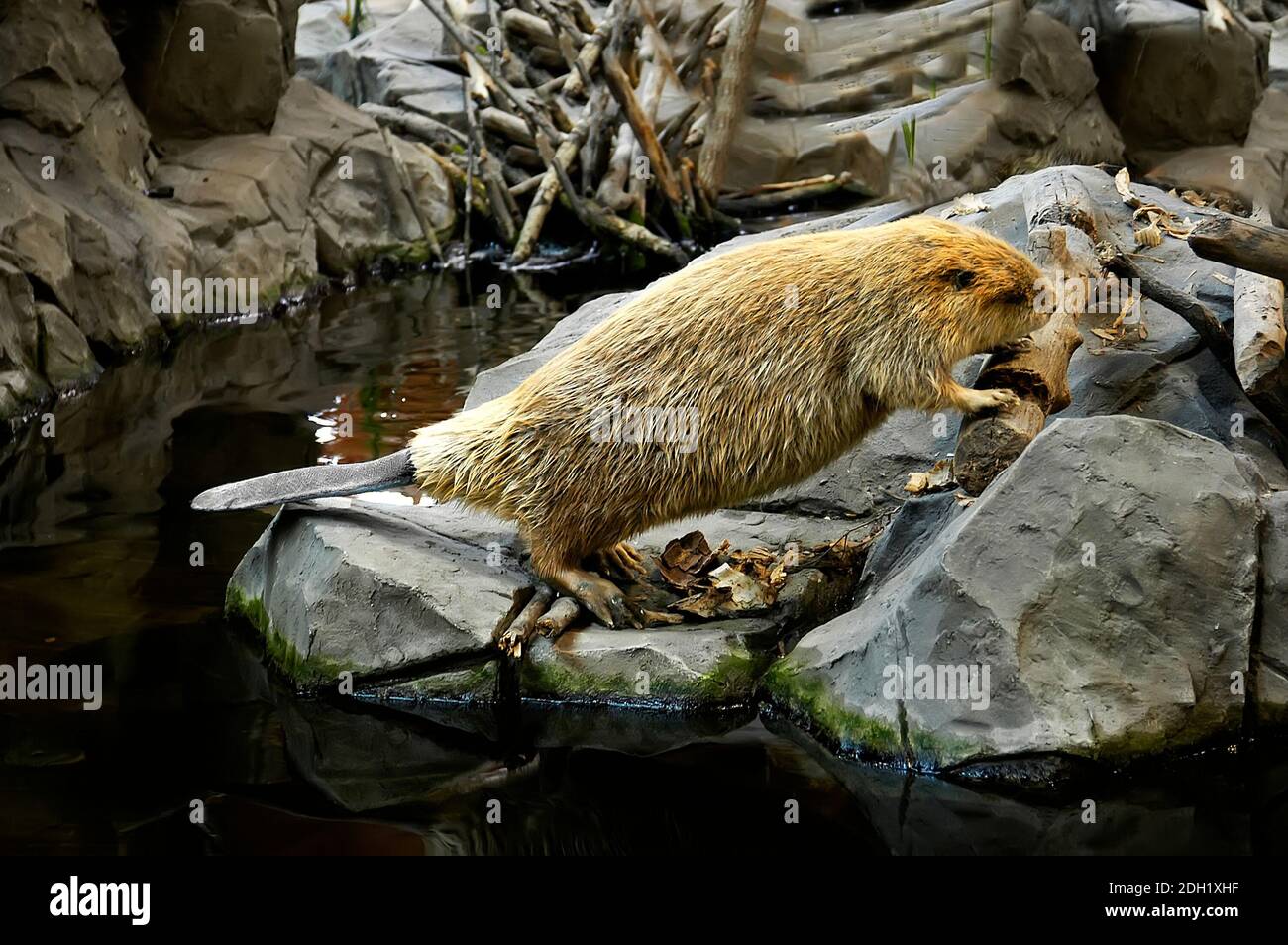 North American Beaver Foto Stock