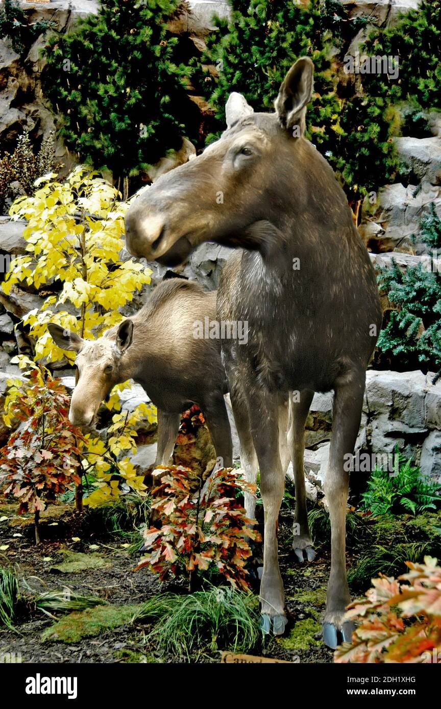 Moose nordamericana con vitello Foto Stock