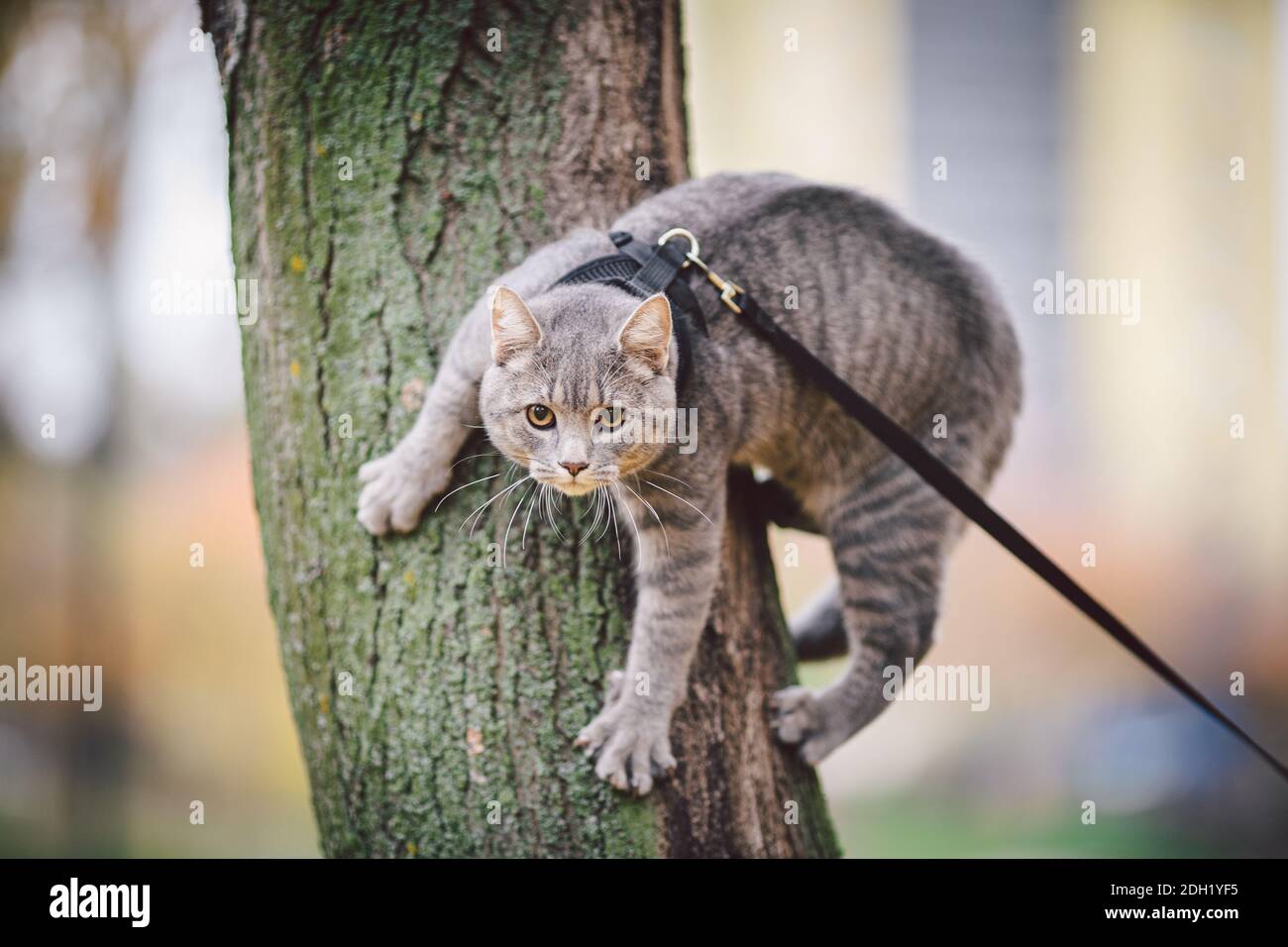 Ritratto di alto giovane caucasico felice uomo all'aperto giocando con grigio divertente gattino si siede sulla schiena su trasparente gatto zaino porta borsa, Foto Stock