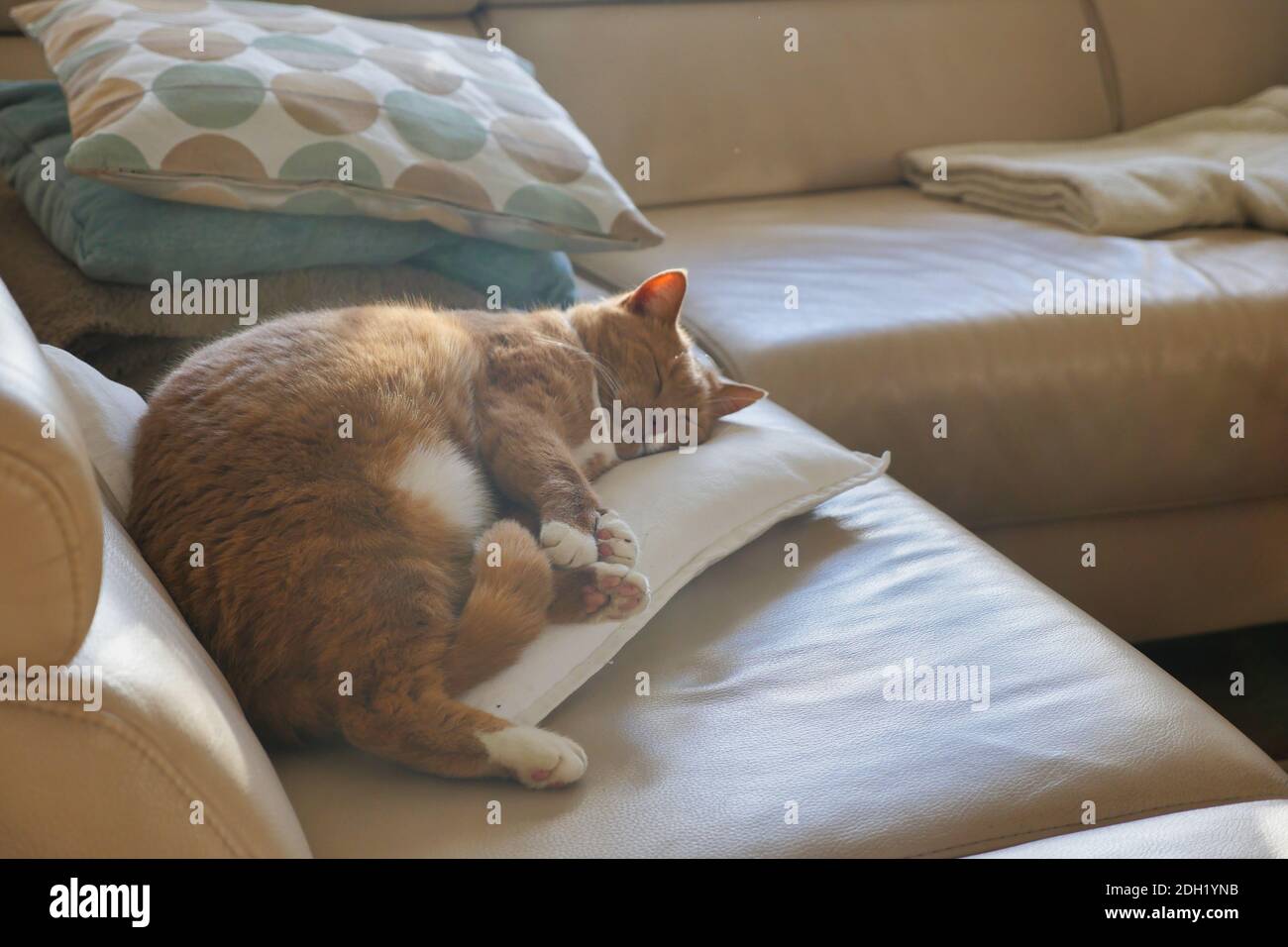 Cat che dormono sul cuscino del divano. Scatto lungo. Foto Stock