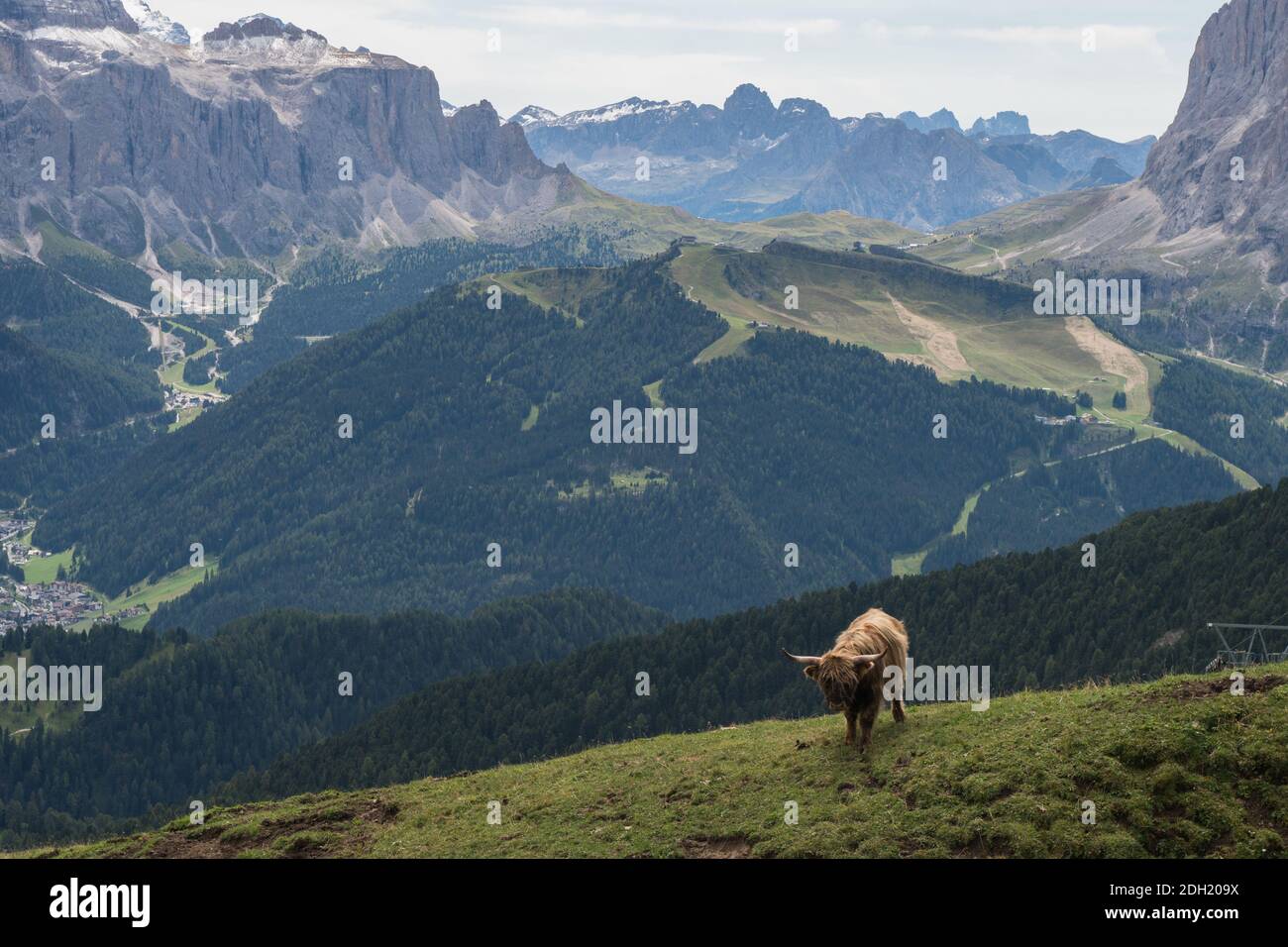 Beautiful Highland Cattles in the Folomites, in estate, Italia, Europa Foto Stock