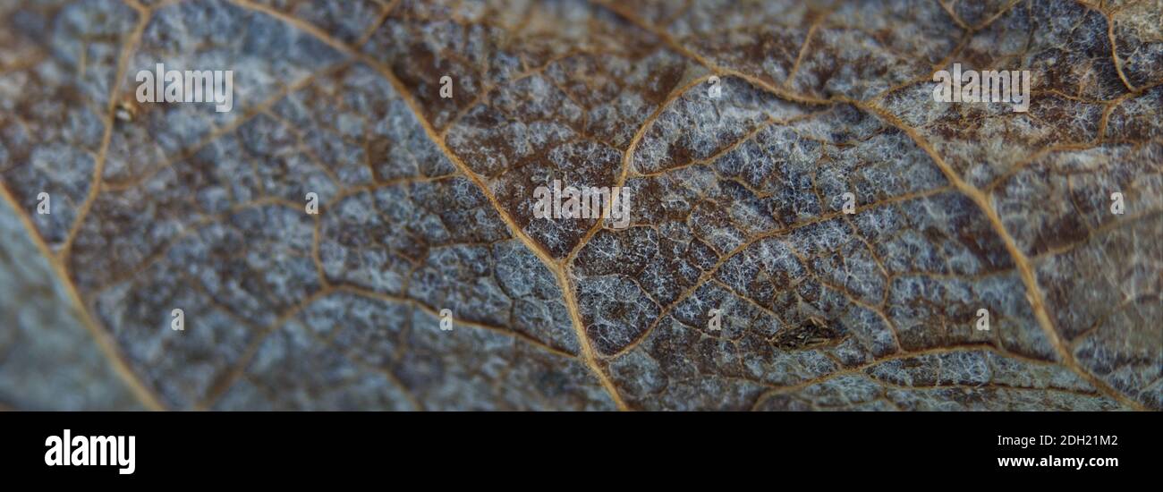 foglia congelata inverno struttura dettagli stagione closeup topview bokeh focus Foto Stock