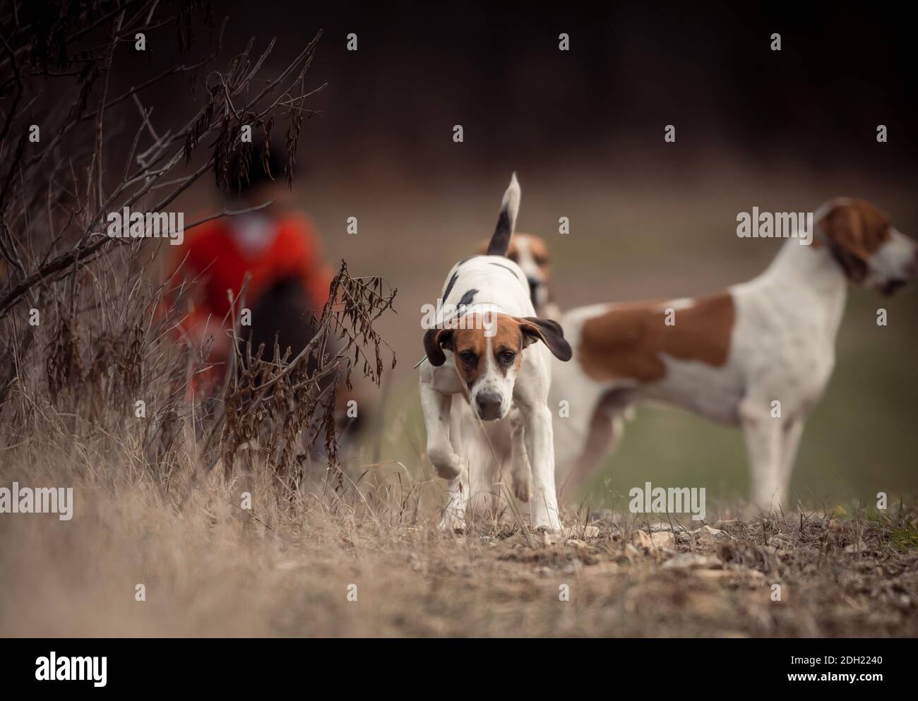 Foto di paesaggi a colori dell'Hamilton Hunt Club in Ontario Canada che si prepara e partecipa a una tradizionale caccia alla volpe. Foto Stock