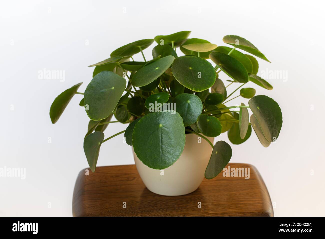 Pilea Peperomioides, pianta missionaria, pianta di pancake o pianta di money cinese in vaso in una pentola di crema su un piccolo tavolo di legno su uno sfondo bianco. Foto Stock