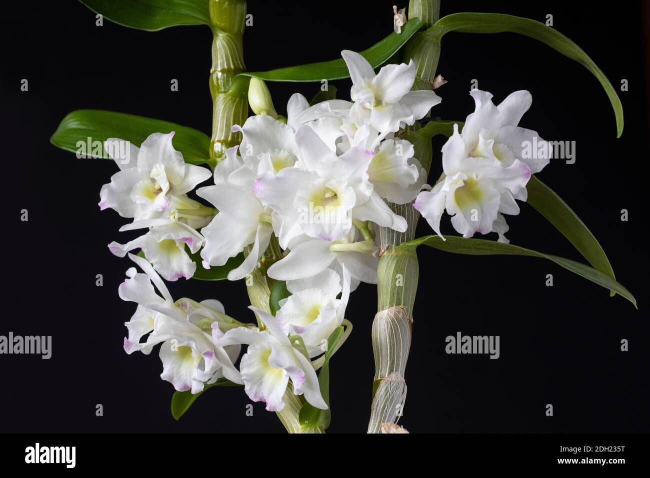 Primo piano delle delicate fioriture bianche di un'orchidea Dendrobium che fiorisce su uno sfondo nero. REGNO UNITO Foto Stock