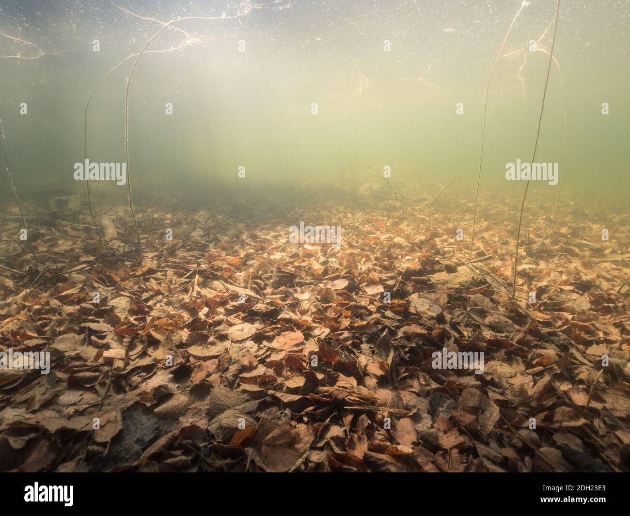 Foglie cadute sul fondo del lago Foto Stock