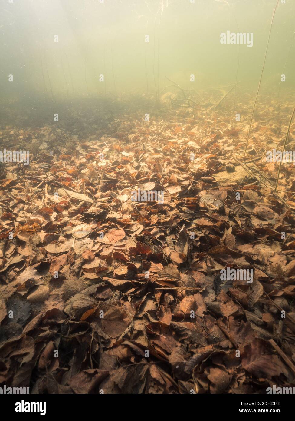 Foglie cadute sul fondo del lago Foto Stock