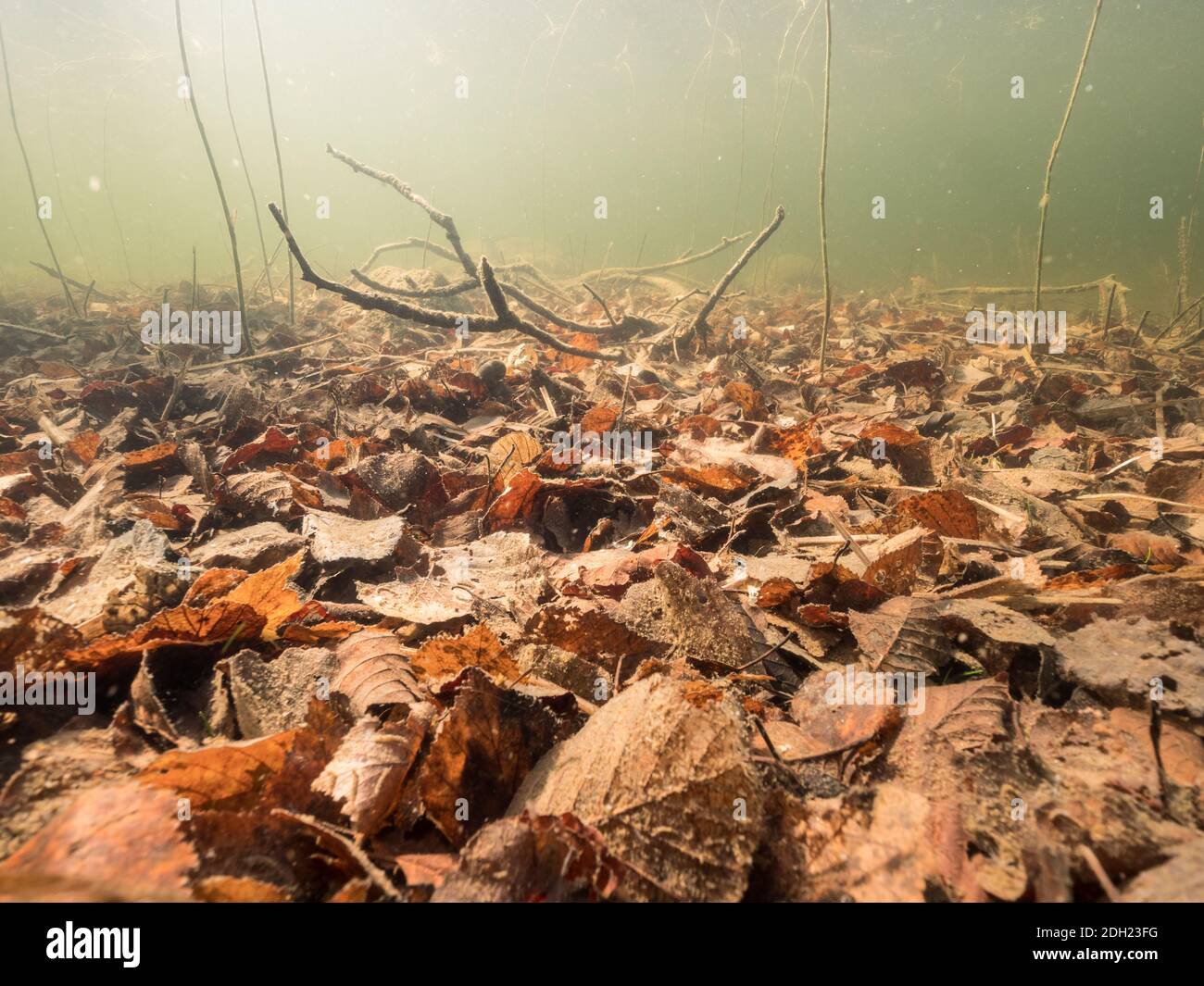 Foglie cadute sul fondo del lago Foto Stock