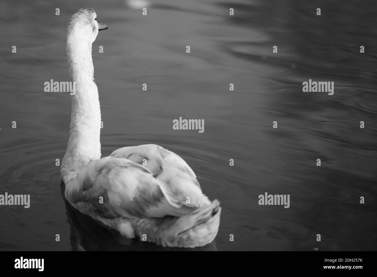 Un colpo in scala di grigi di un cigno che nuota nello stagno riflesso nell'acqua Foto Stock