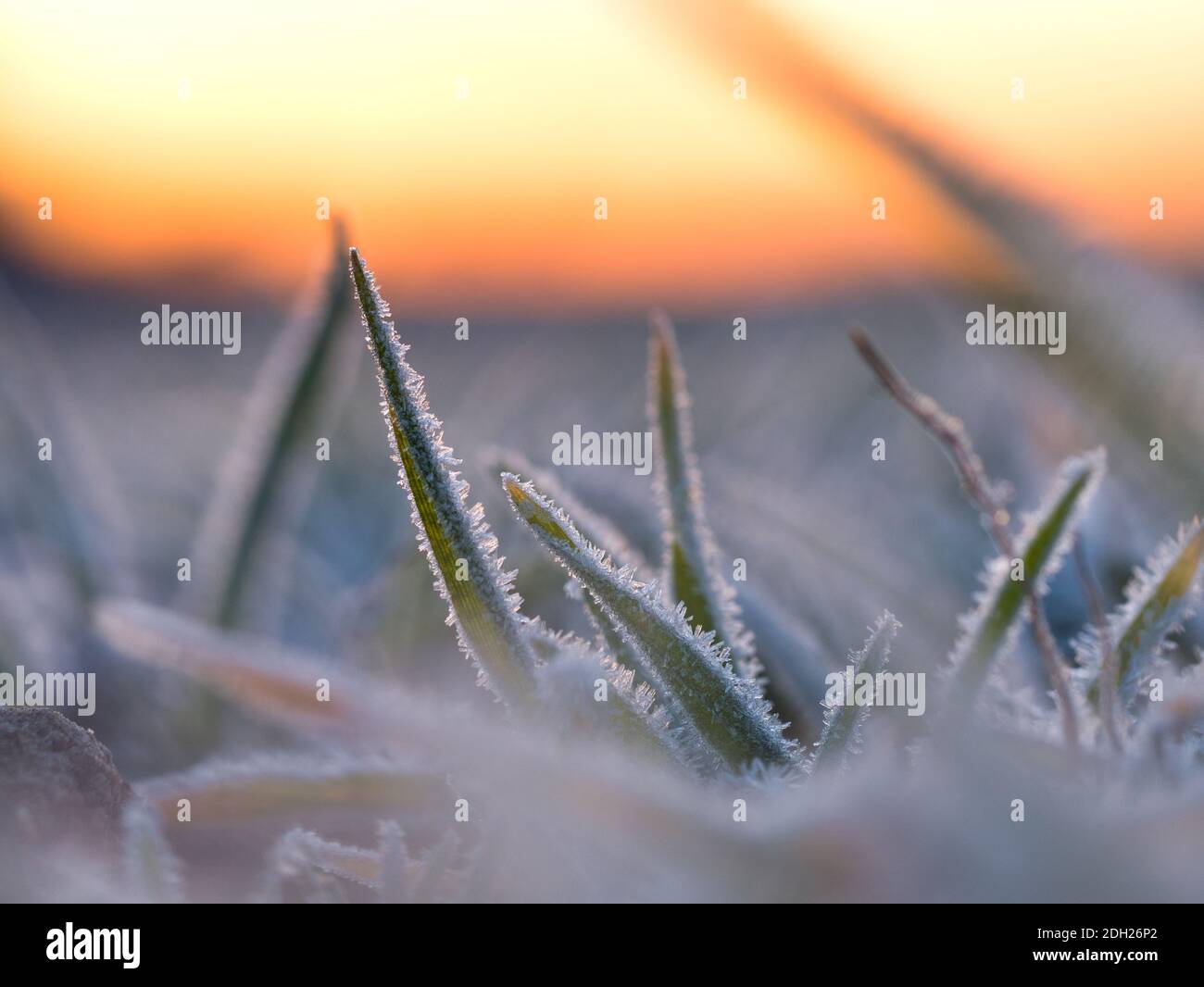 Erba su una mattina invernale Foto Stock