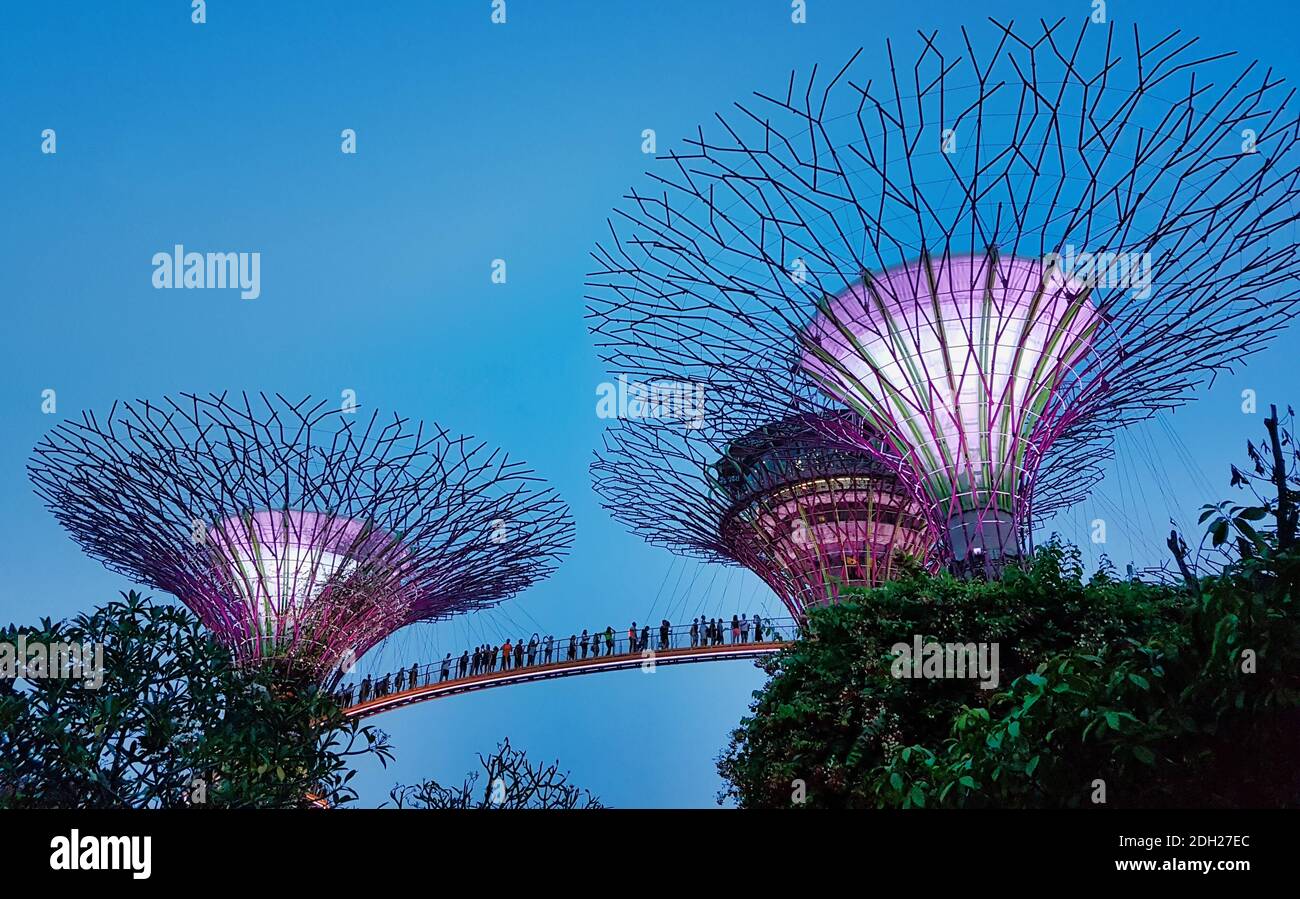 SINGAPORE - 7 maggio 2017: Tramonto nei giardini del parco della baia con il cielo tra i suoi famosi super-alberi scultorei. Foto Stock