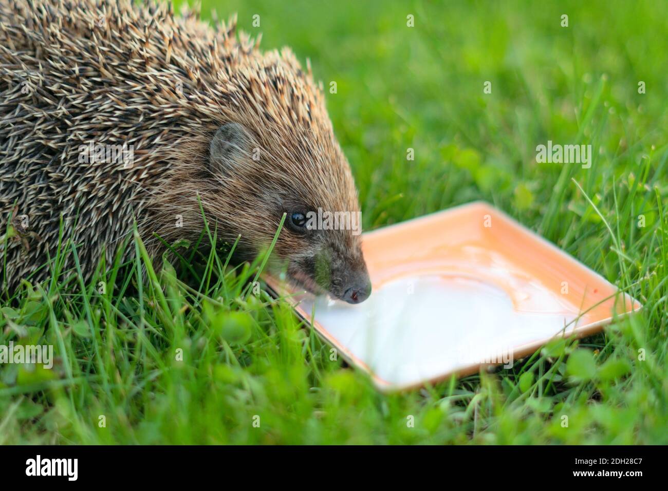 Piccolo riccio in erba verde. Vista ravvicinata. Concetto di natura selvaggia. Latte di bevande animali. Foto Stock