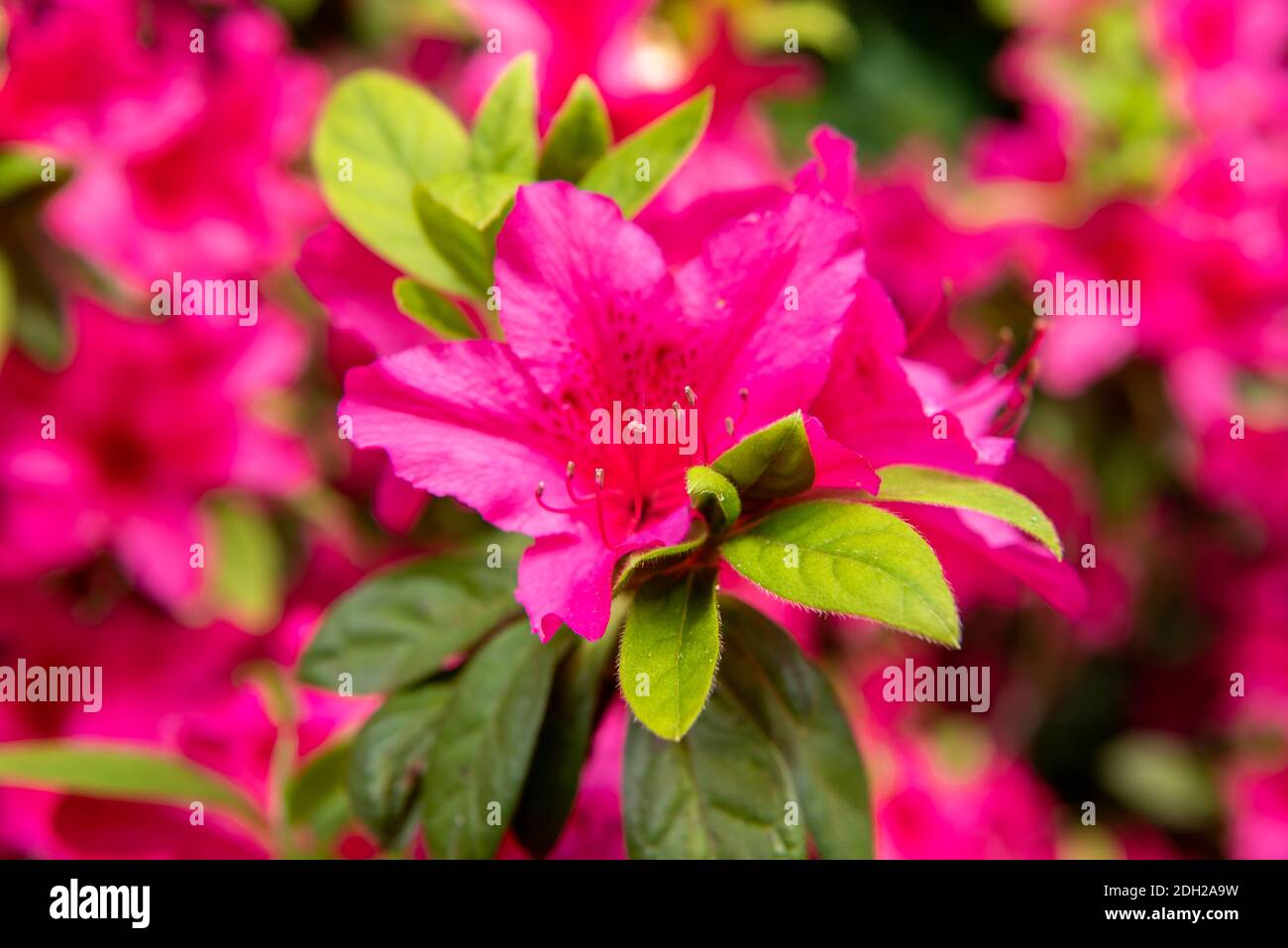 piante con fiore a imbuto