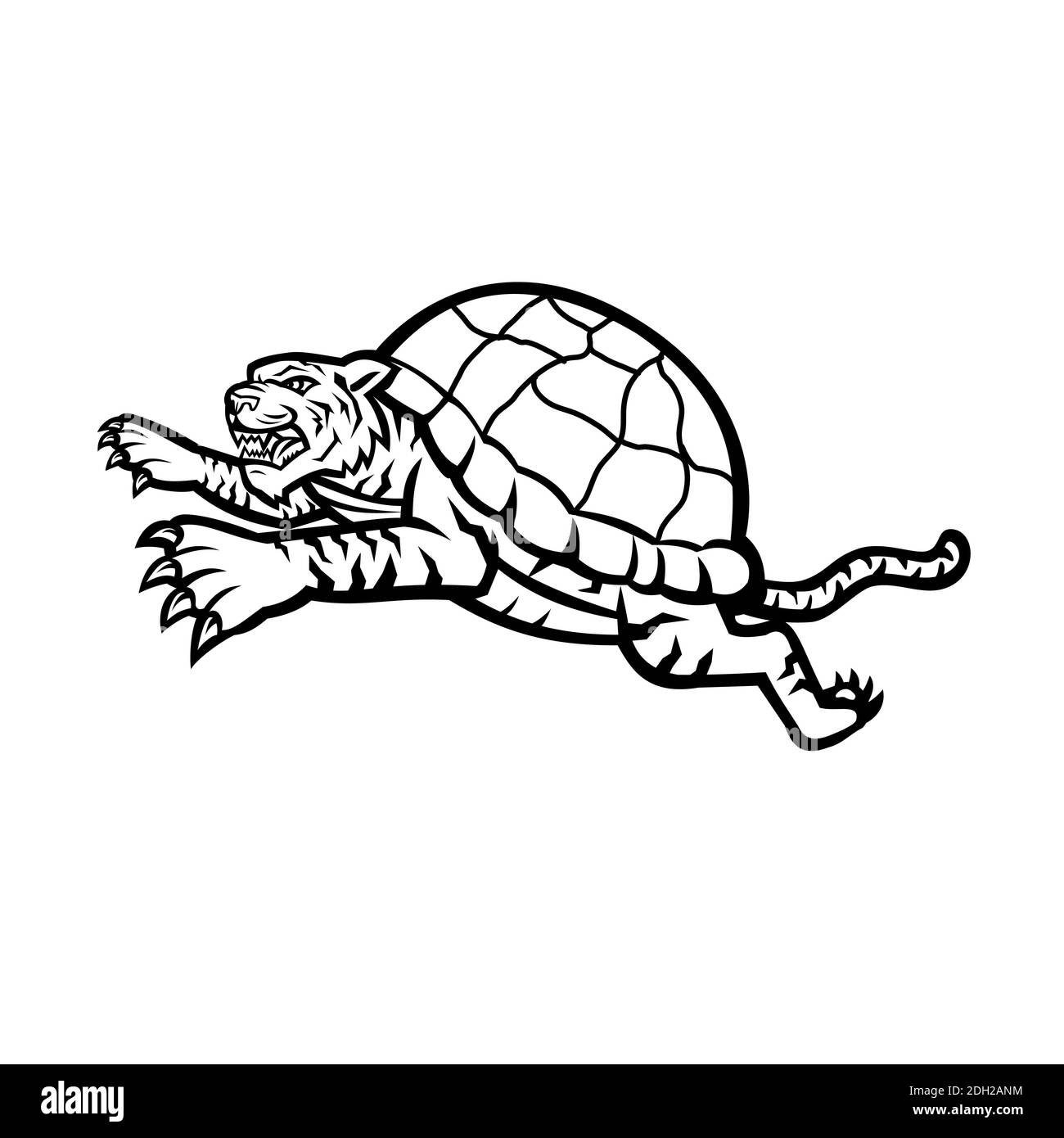 Turtle Tiger Leaping laterale in bianco e nero Foto Stock Turtle Tiger Leaping laterale in bianco e nero Foto Stock