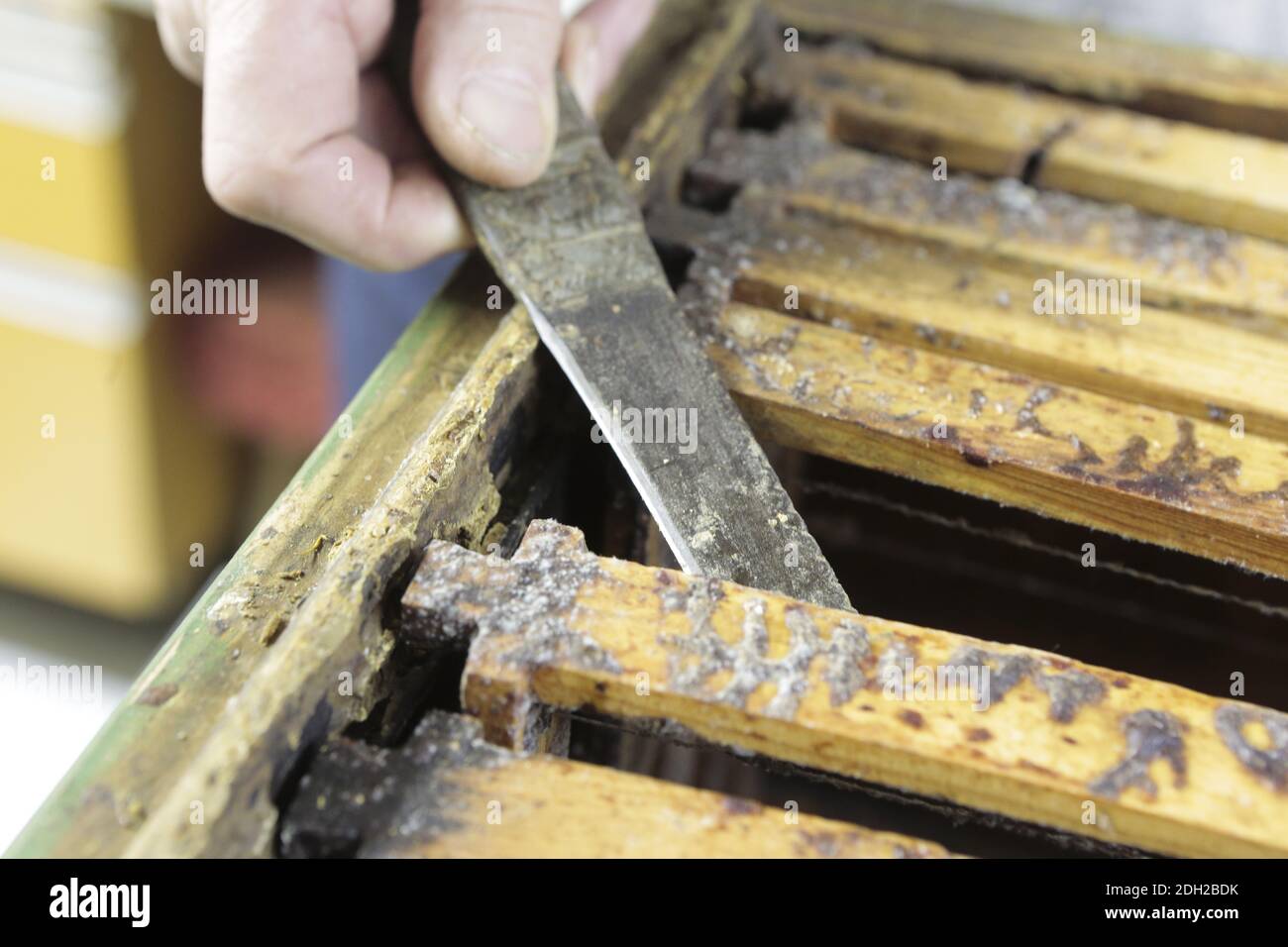 Produzione di miele di ape Foto Stock