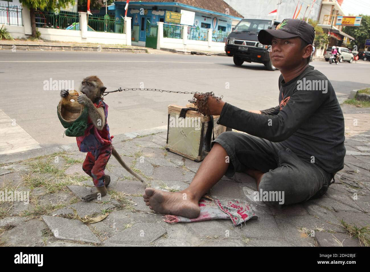 Macaque addestrato chiamato Undun che tiene la sua maschera da una testa della bambola rotta ed il suo proprietario di 17 anni Latif si esibiscono al loro posto di lavoro su un incrocio occupato a Surakarta in Giava centrale, Indonesia. Le esibizioni di strada con scimmie selvatiche conosciute come il Topeng Monyet ('scimmia mascherata' o 'scimmia di finanziamento') sono ancora molto popolari in Indonesia, nonostante le proteste degli attivisti per i diritti degli animali. I macachi a coda lunga (Macaca fascicularis) sono solitamente utilizzati per questa pratica crudele. Foto Stock